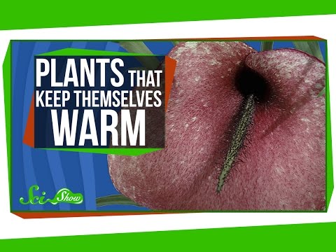 Plants That Keep Themselves Warm