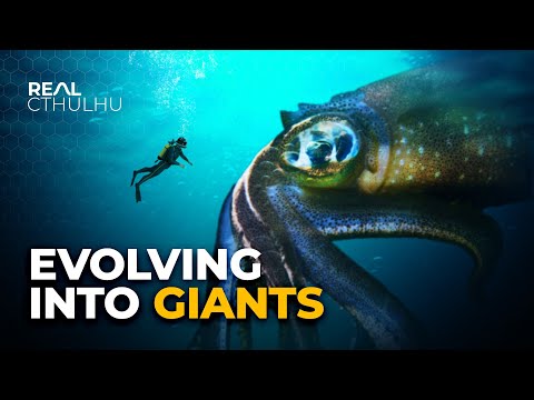 Why Do Deep Sea Creatures Evolve Into Giants?