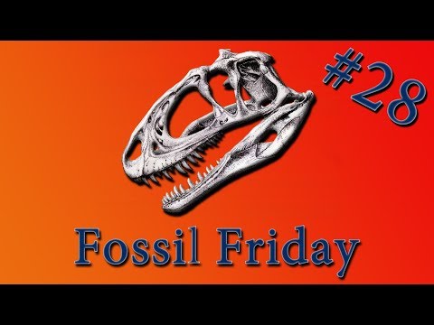 Prehistoric Reptile Died While Giving Birth to Triplets - Fossil Friday