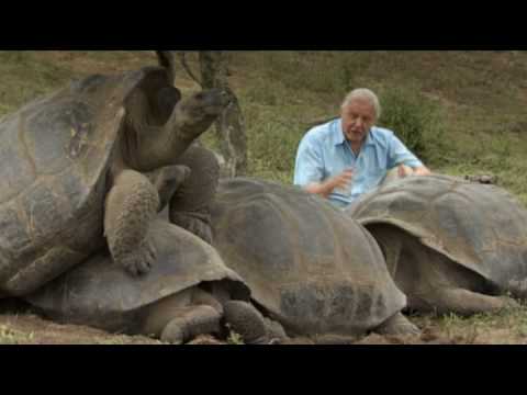 The Galápagos Tortoise