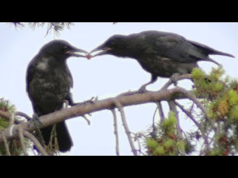 Crow Fledglings Leave Home (Crows Nest Part 4)