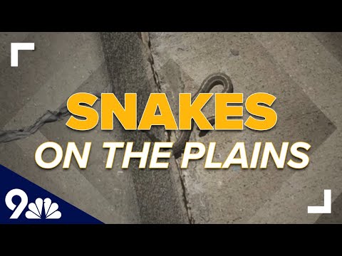 Snakes on the plains: 150+ snakes removed from under couple&#039;s home in Elizabeth