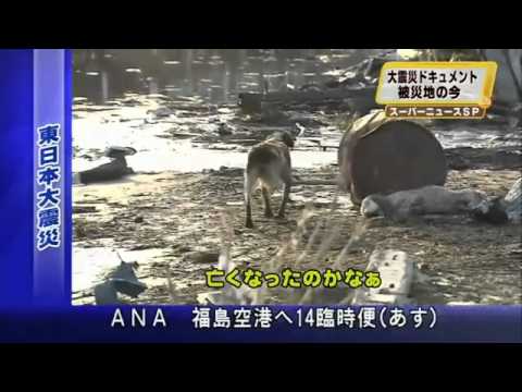 Loyal Dog Won&#039;t Leave Injured Friend Behind - HELP JAPAN&#039;S LOST &amp; INJURED TSUNAMI PETS