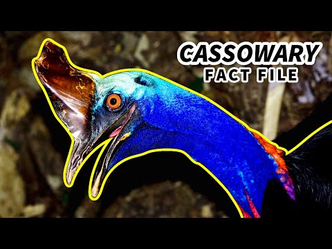 Cassowary Facts: the MOST DANGEROUS Bird (?) | Animal Fact Files