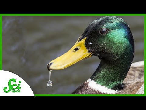 How Do Ducks Stay Dry?