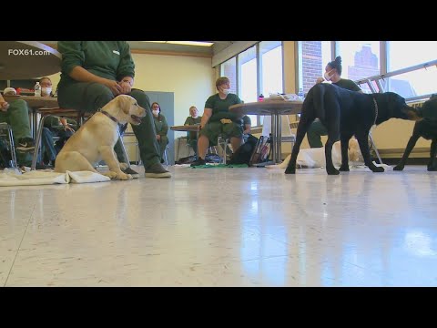 &#039;Puppies Behind Bars&#039; program gives inmates, dogs a new leash on life