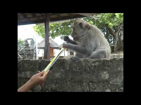 Long bartering in Balinese long-tailed macaques