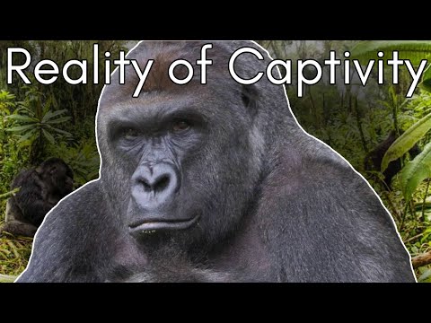 Harambe’s Tragic Tale: The Truth Behind Gorillas in Zoos