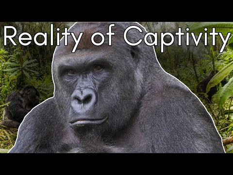 Harambe’s Tragic Tale: The Truth Behind Gorillas in Zoos | Cid Dwyer