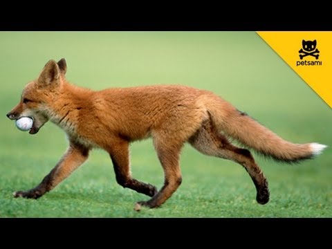 A Fox Steals A Man&#039;s Golf Ball And Has The Time Of His Life!