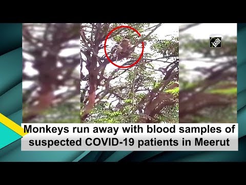 Monkeys run away with blood samples of suspected COVID-19 patients in Meerut