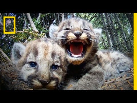 Top 10 Hardcore Videos Of Wild American Cats - 54