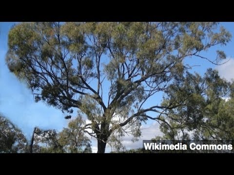 Gold Found Growing in Eucalyptus Trees