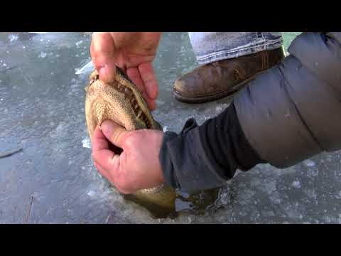 How alligators survive in frozen water