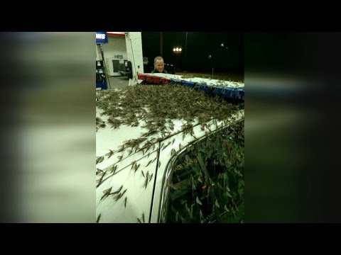 Insane Insect Invasion: Mayflies Wreak Havoc on Bridge Causing Car Crashes