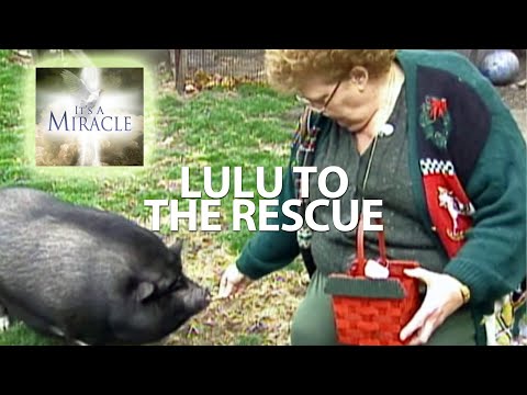 Lulu to the Rescue - It&#039;s a Miracle