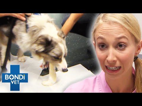 Dog Eats Bread Dough And It Rises In Its Tummy 😵 Bondi Vet Clips | Bondi Vet