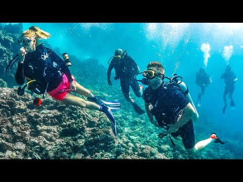 SCUBA DIVING WITH SHARKS!