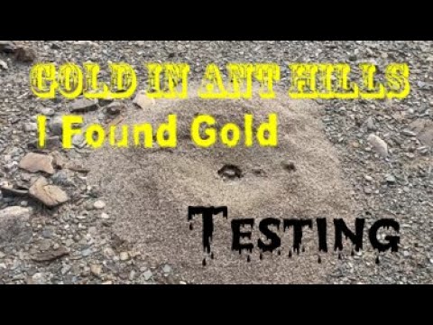 Yes Gold In Ant Hills? Testing! Proof is in the Pan.