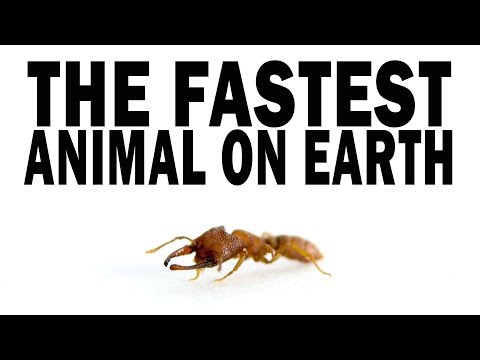 The Fastest Animal on Earth: the Snap-Jaw Ant