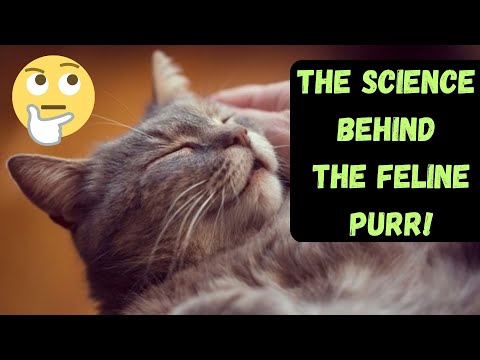 Why Cats Make A Purring Sound (And How It Happens)