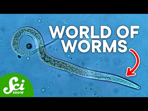 The Most Important Animal You&#039;ve Never Seen | Meet the Nematode