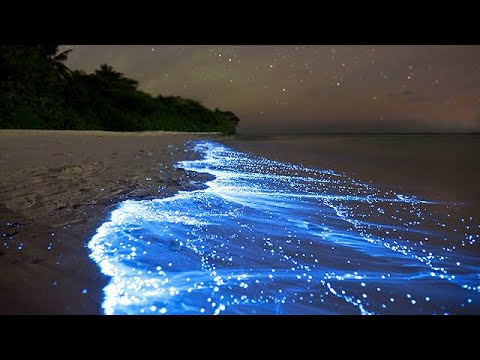 Sea of Stars - Vaadhoo Island, Maldives