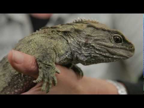 Tuatara