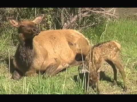Wapiti - The Majestic Elk Of North America - Full Version.m4v.m4v