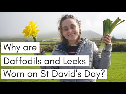 Why are Daffodils and Leeks worn on St David&#039;s Day? / Eating a RAW LEEK + Outtakes