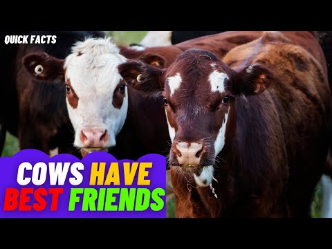 Cows Have Best Friends- What are some interesting facts about cows?