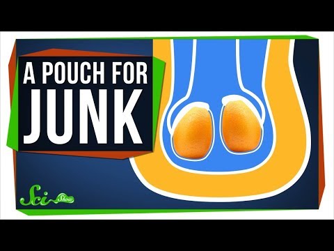 Why Yapoks Need a Pouch for Their Junk