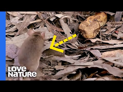 Death Adder Snake Plays Hide and Seek with Its Food