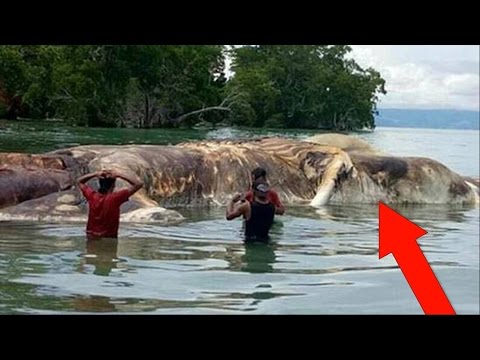 Huge Mystery Creature Washes Up On Beach