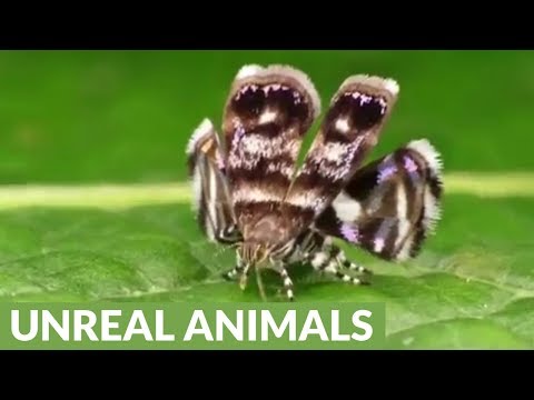 Metalmark Moth mimics jumping spider predator