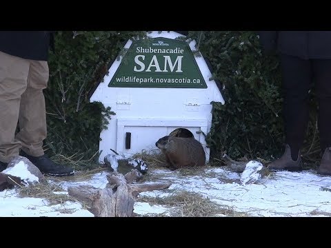 Nova Scotia&#039;s Shubenacadie Sam makes his Groundhog Day prediction