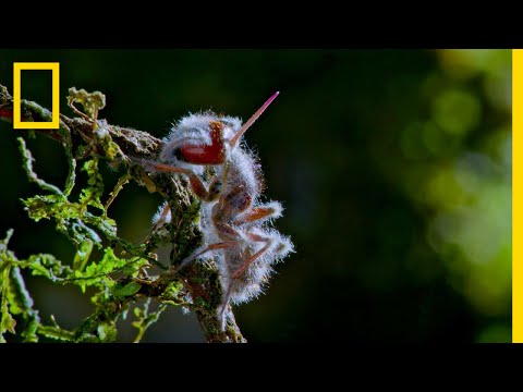 &#039;Zombie&#039; Parasite Cordyceps Fungus Takes Over Insects Through Mind Control | National Geographic