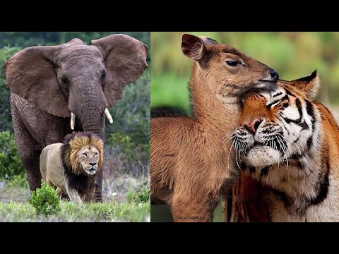 15 Best Animal Friendships in the World