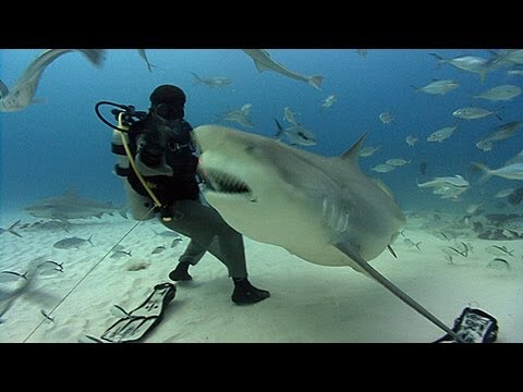 Bull Sharks | JONATHAN BIRD&#039;S BLUE WORLD