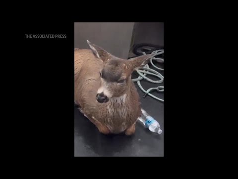 Deer struggling in cold Alaskan waters saved by wildlife troopers who give them a lift in their boat