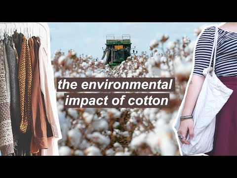 THE ENVIRONMENTAL IMPACT OF COTTON // + is organic cotton ACTUALLY better?