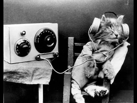 Composer creates music just for cats and they love it - listen here