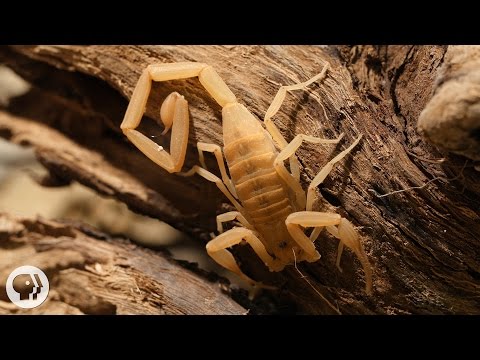 Stinging Scorpion vs. Pain-Defying Mouse | Deep Look