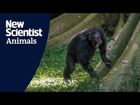 Chimps in Uganda have their own signature rhythms when drumming on trees