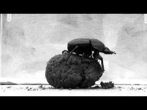 Dung beetle dance