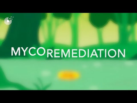 Using Fungi to Clean Contaminated Sites I A New Bioremediation and Mycoremediation Innovation