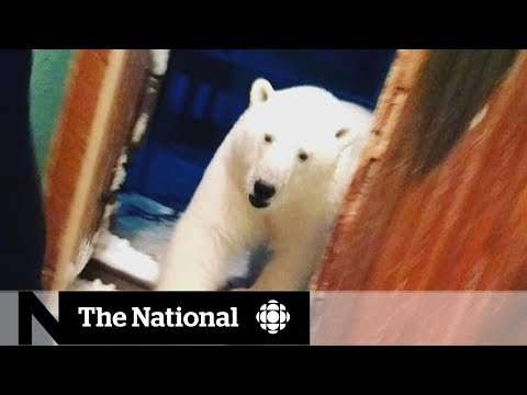 Russian Arctic town struggles with polar bear &#039;occupation&#039;