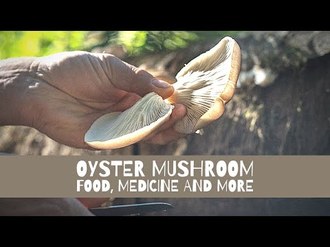 Oyster Mushroom Food, Medicine and More