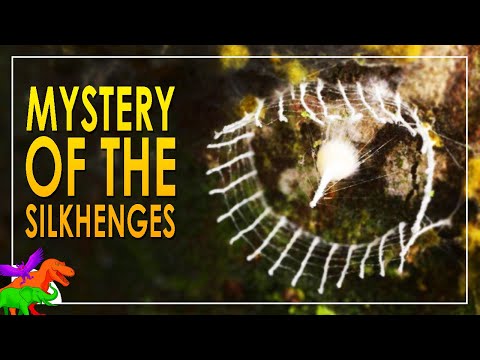 10 Mystifying Rainforest Mysteries That Baffle Scientists - 86