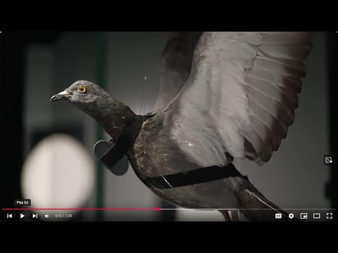The Debrief: Behind the Artifact – Spy Pigeon